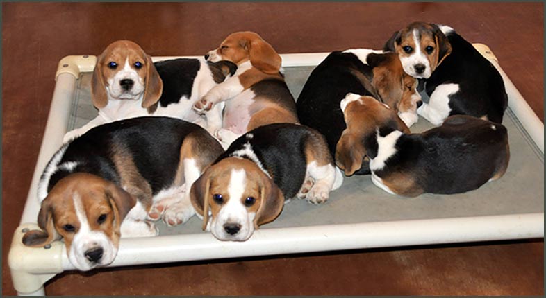 Puppies on Kuranda Beds